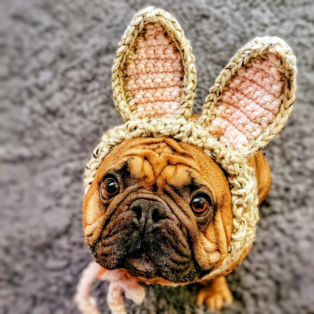 Bunny-Eared Bulldog