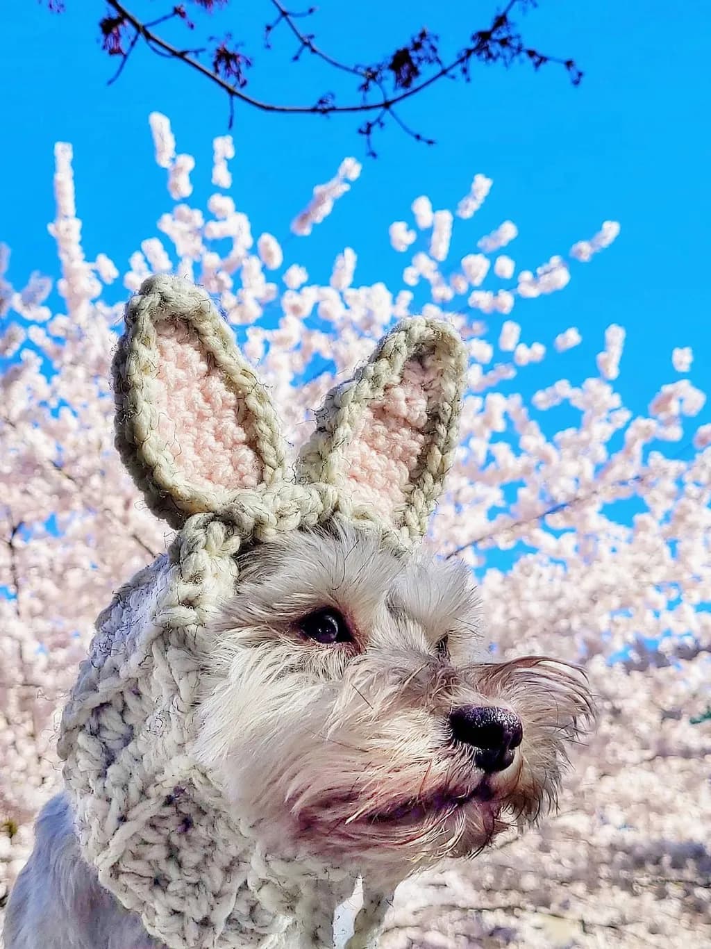 Blossom Ears