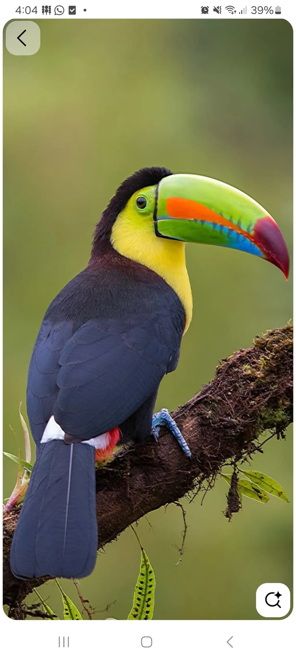 Keel-Billed Perch