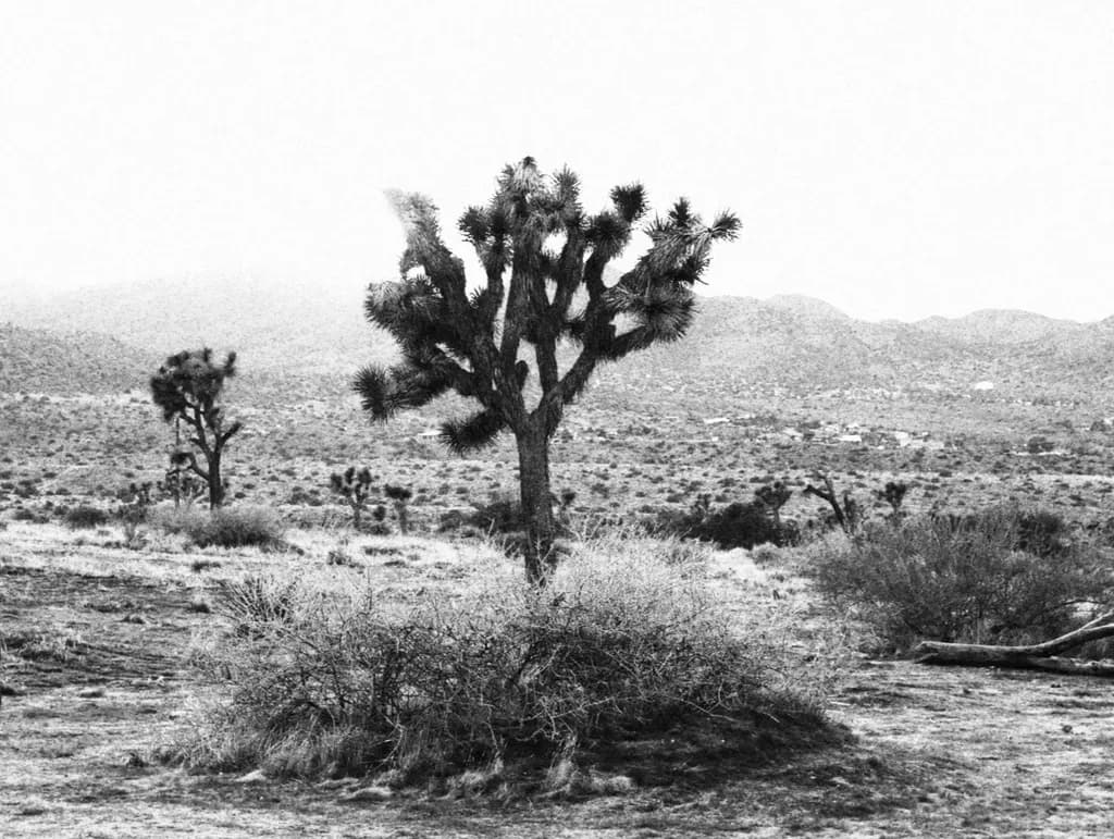 Arid Sentinel
