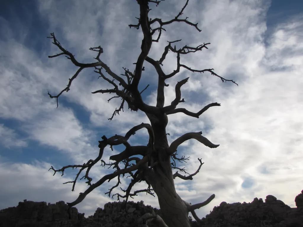 Twisted Silhouette