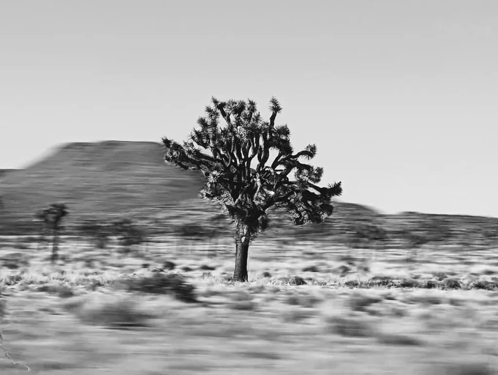 Desert Sentinel