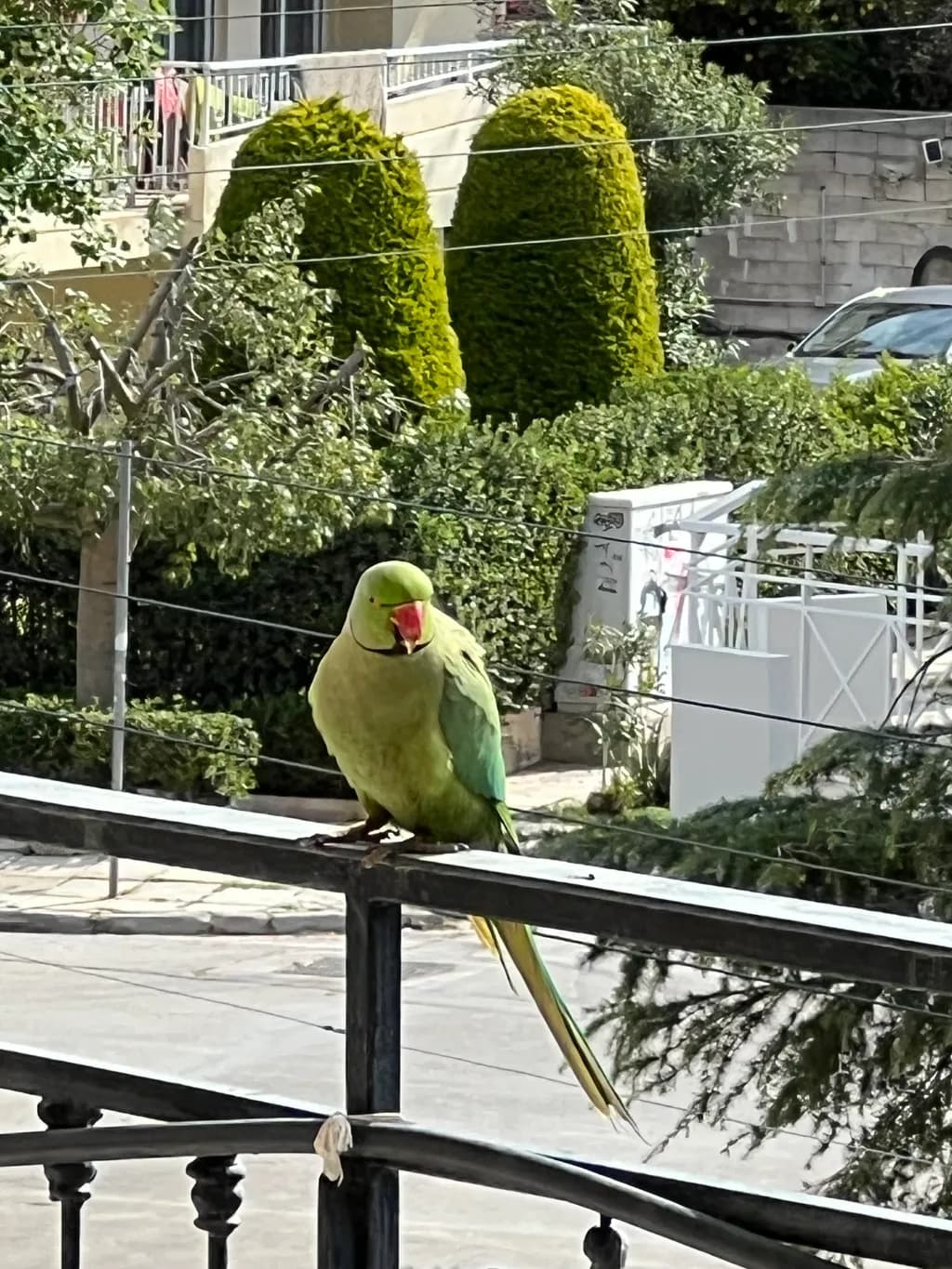 Urban Perch
