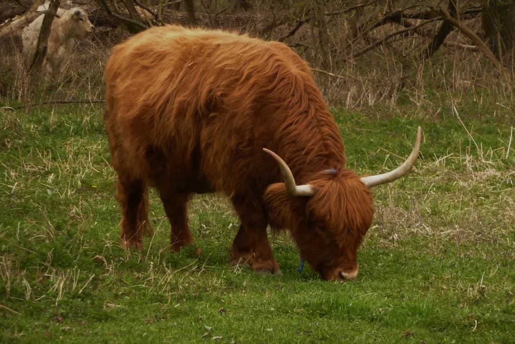 Highland Grazer