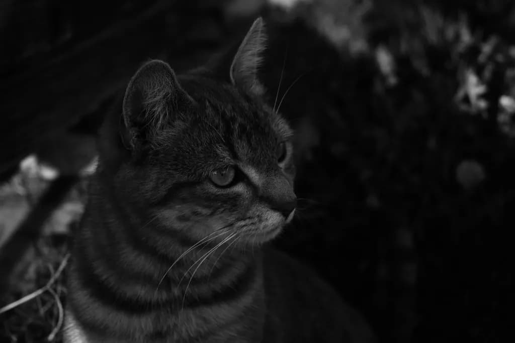 Silent Watcher