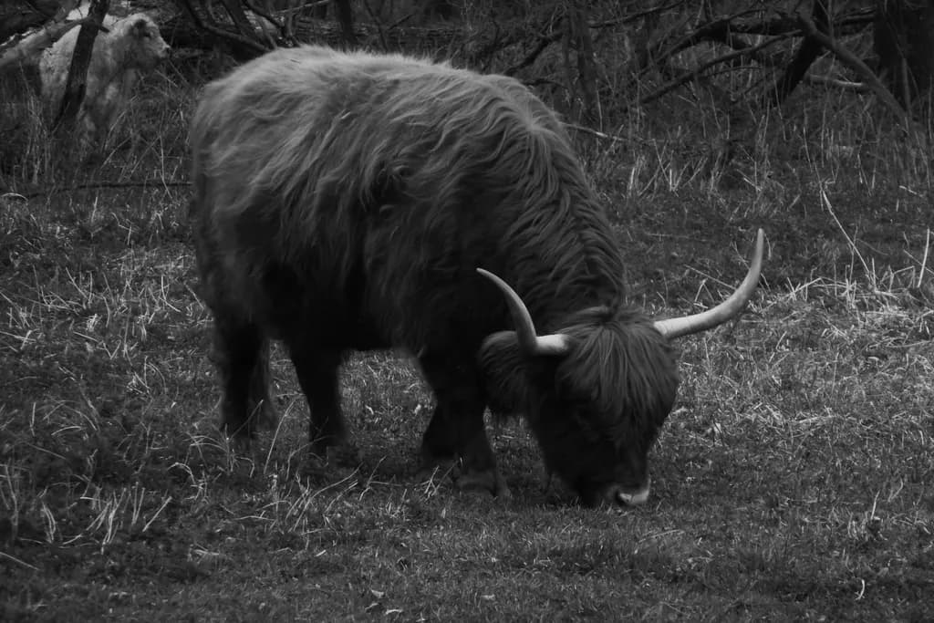Highland Grazing