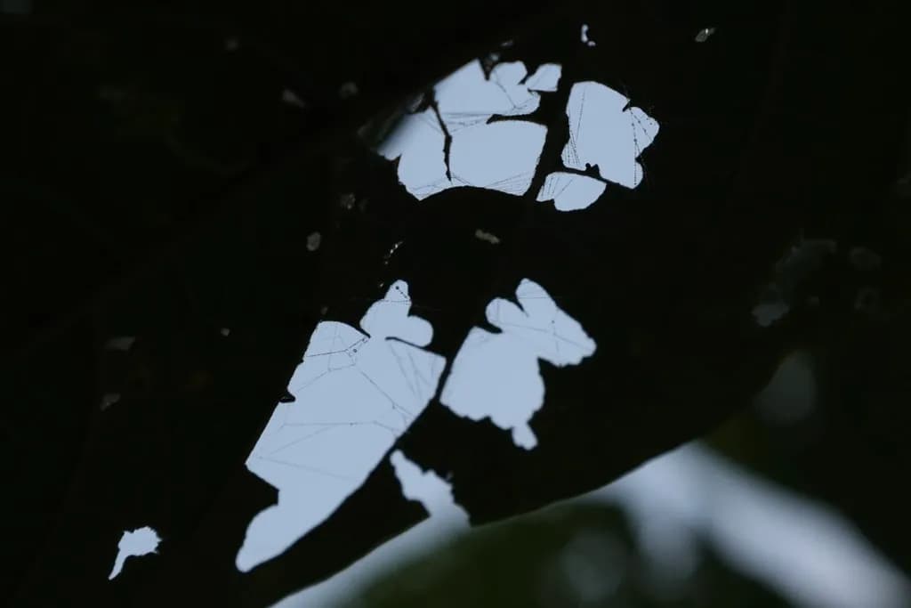 Tattered Silhouette