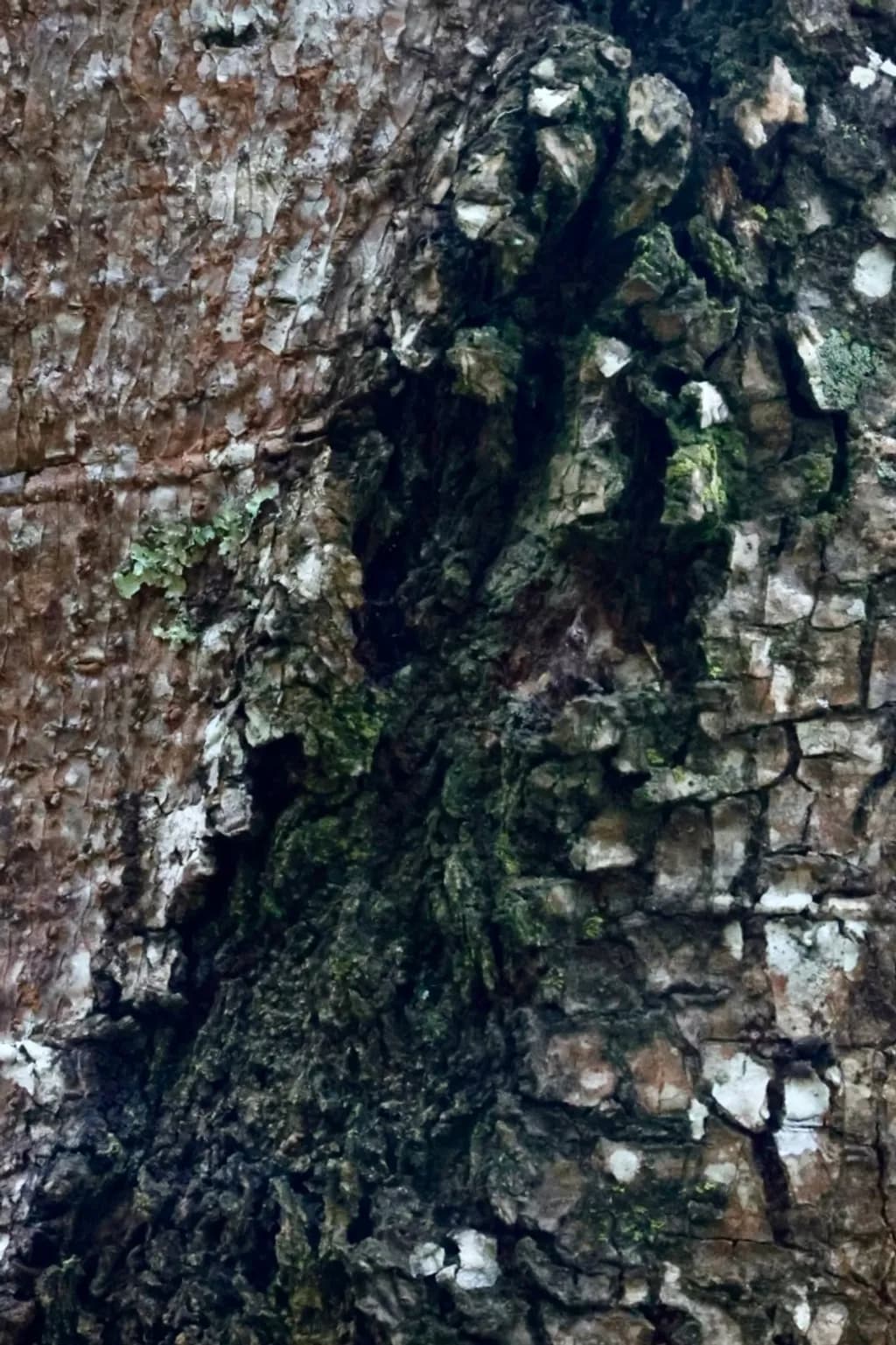 Rugged Bark Study