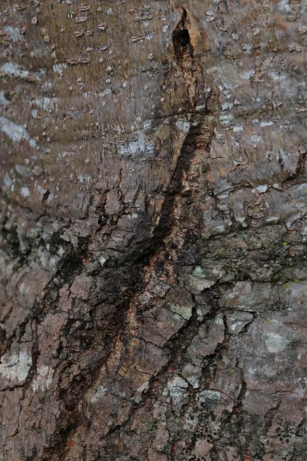 Textured Tree Scar