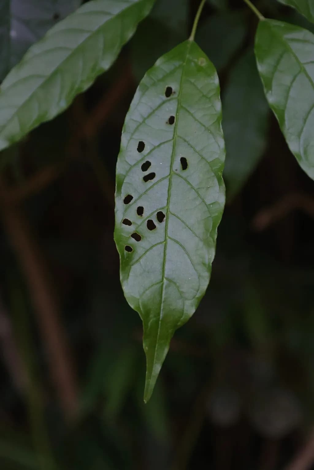 Punctured Leaf