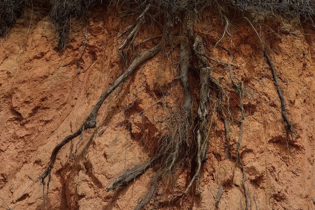 Rooted Tenacity