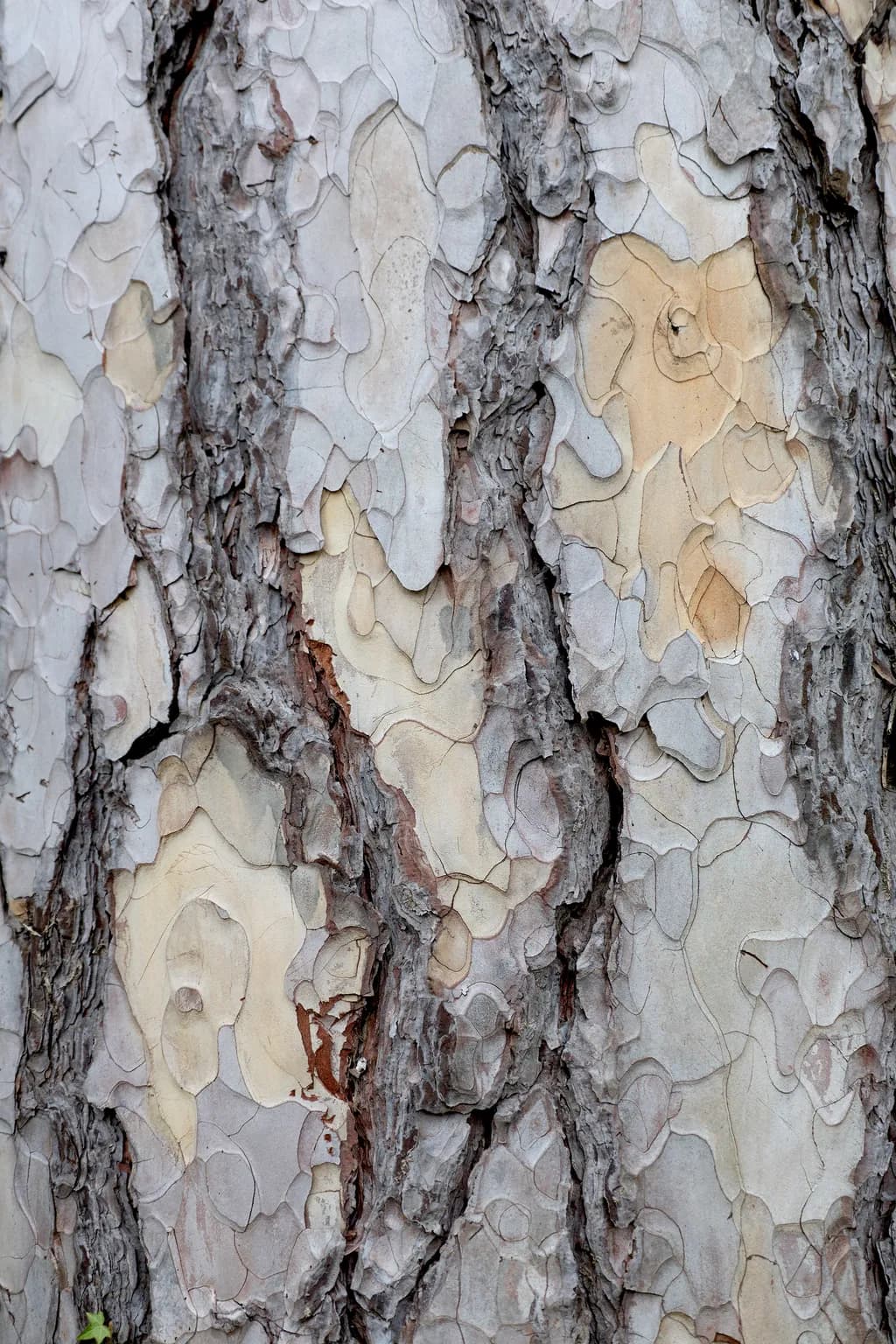 Textured Bark Layers