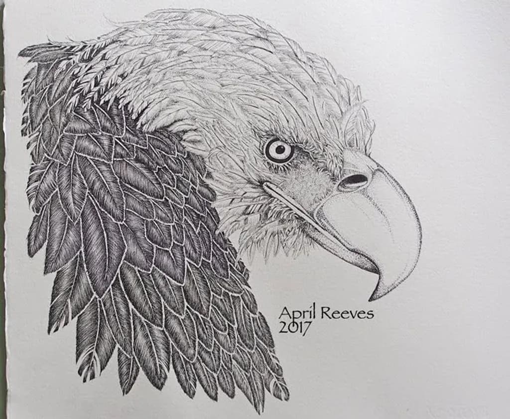 Bald Eagle Profile