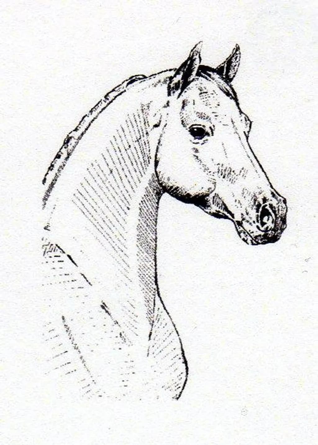 Pencil Horse Portrait