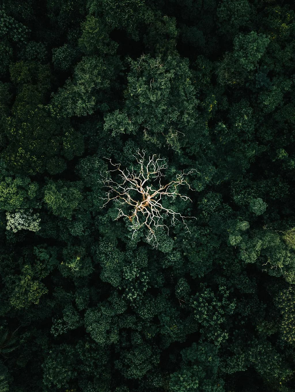 Lone Branch