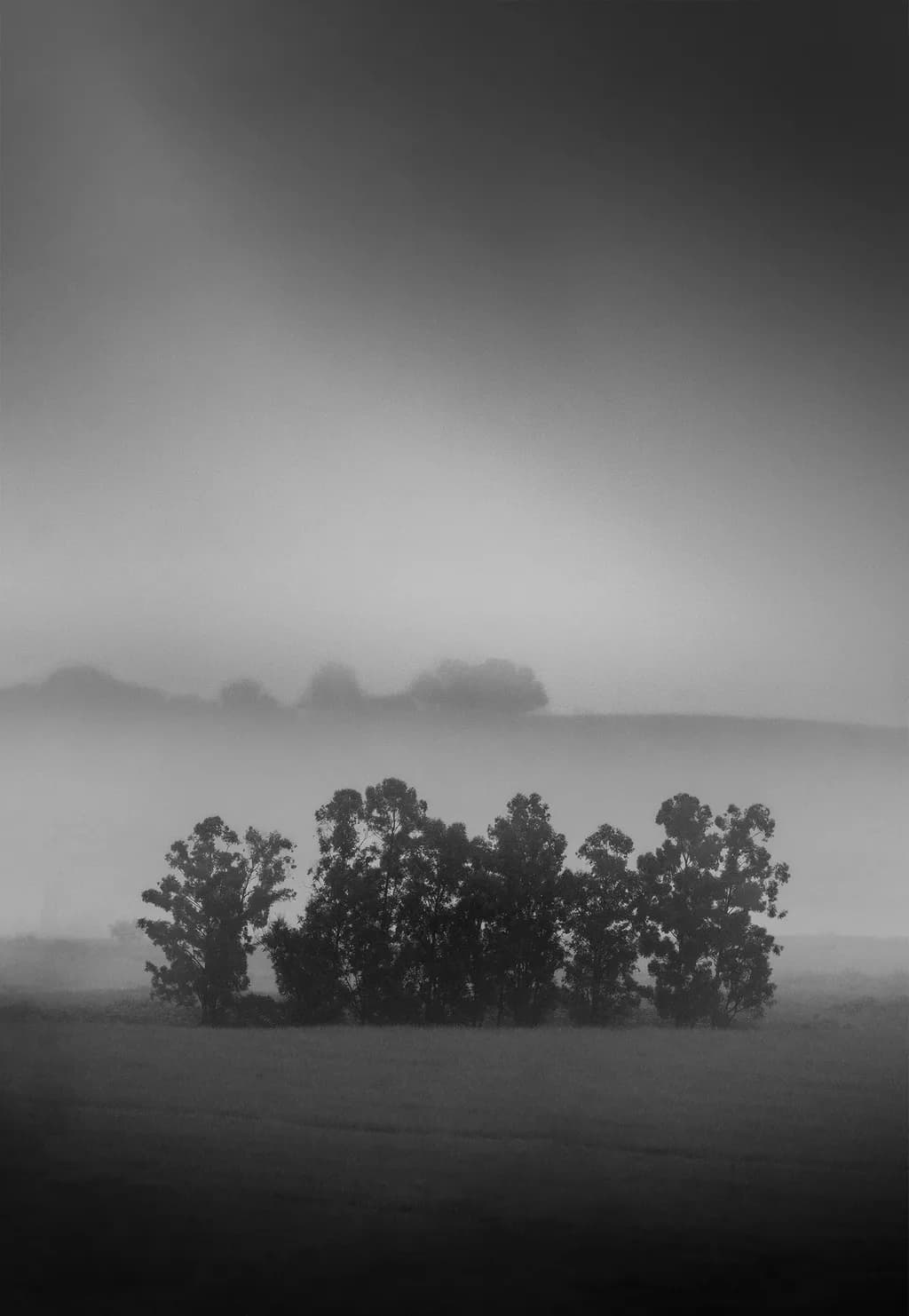Mistbound Trees