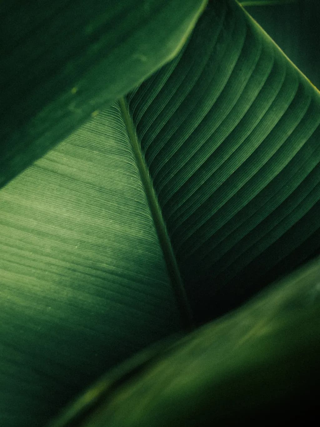 Verdant Layers