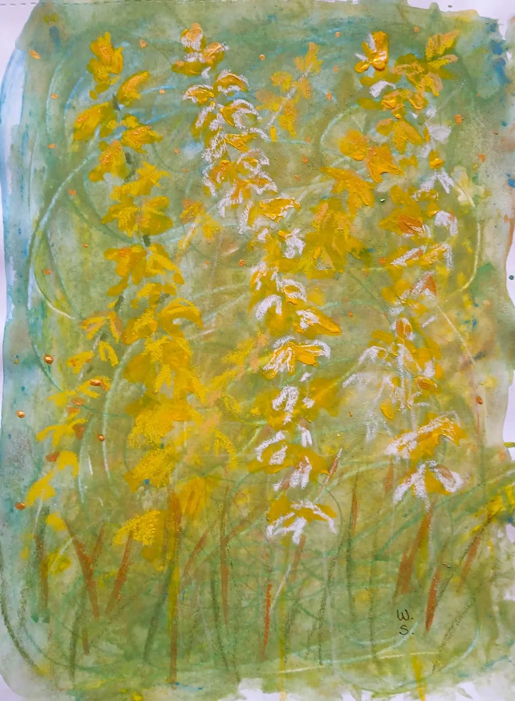 Yellow Salvias