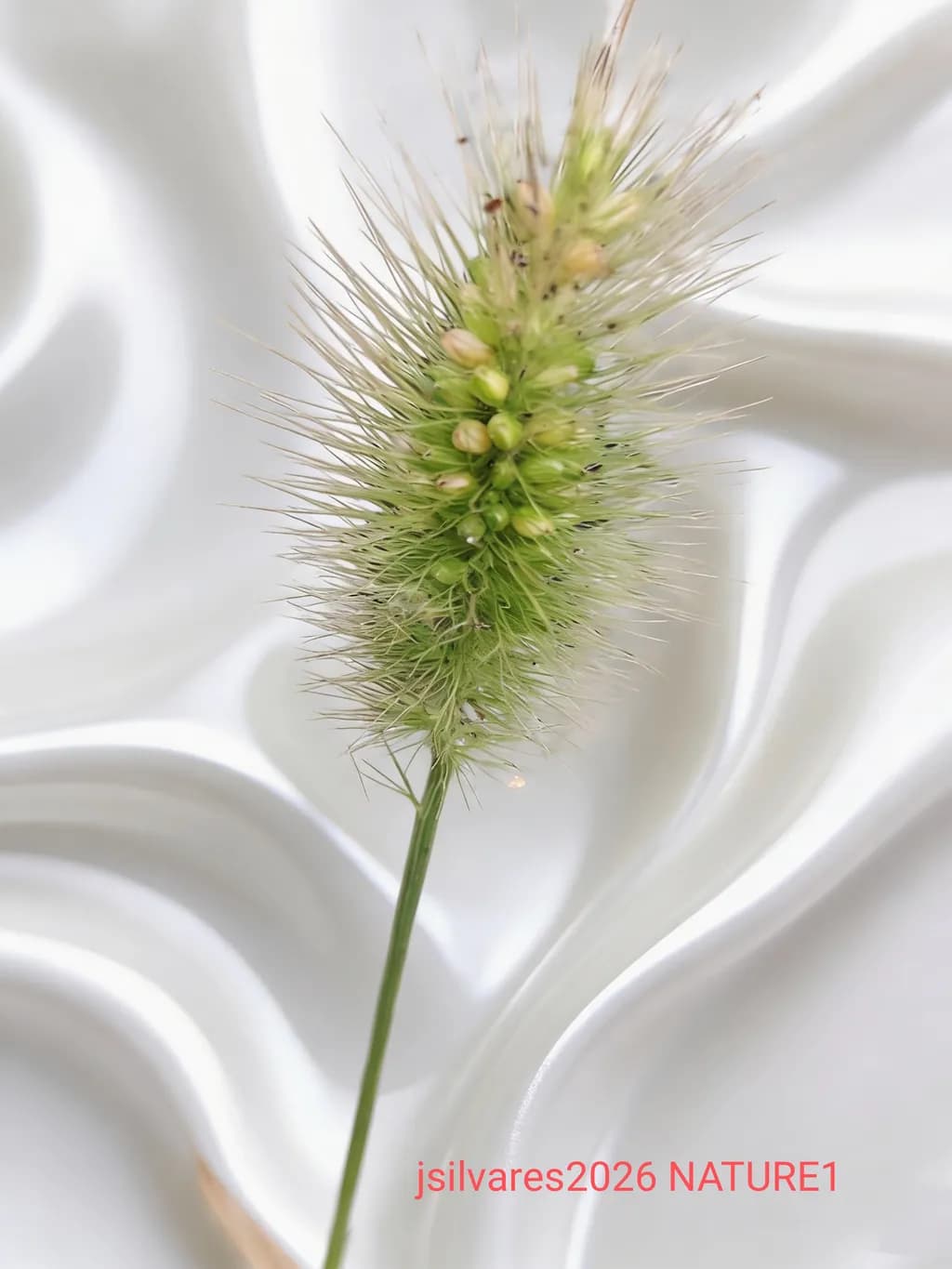 Seed Head Study