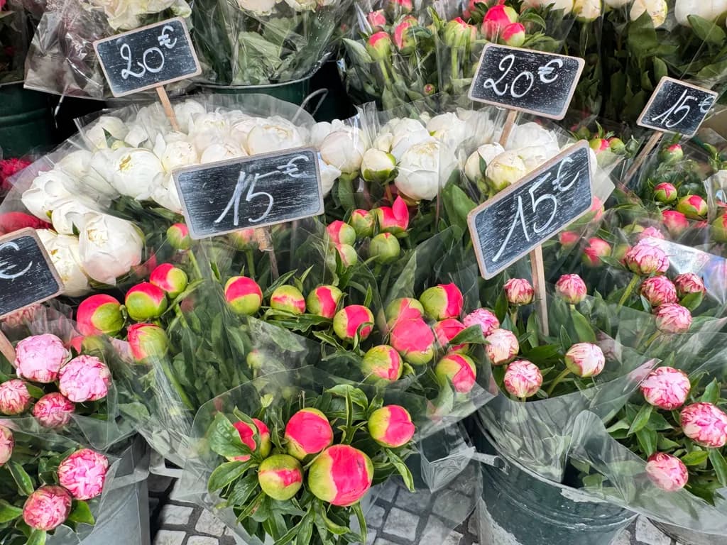 Paris Peonies