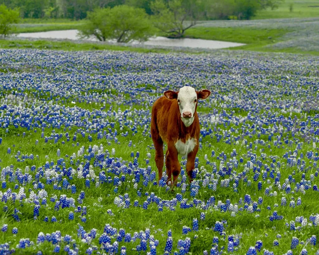 Springtime Gaze