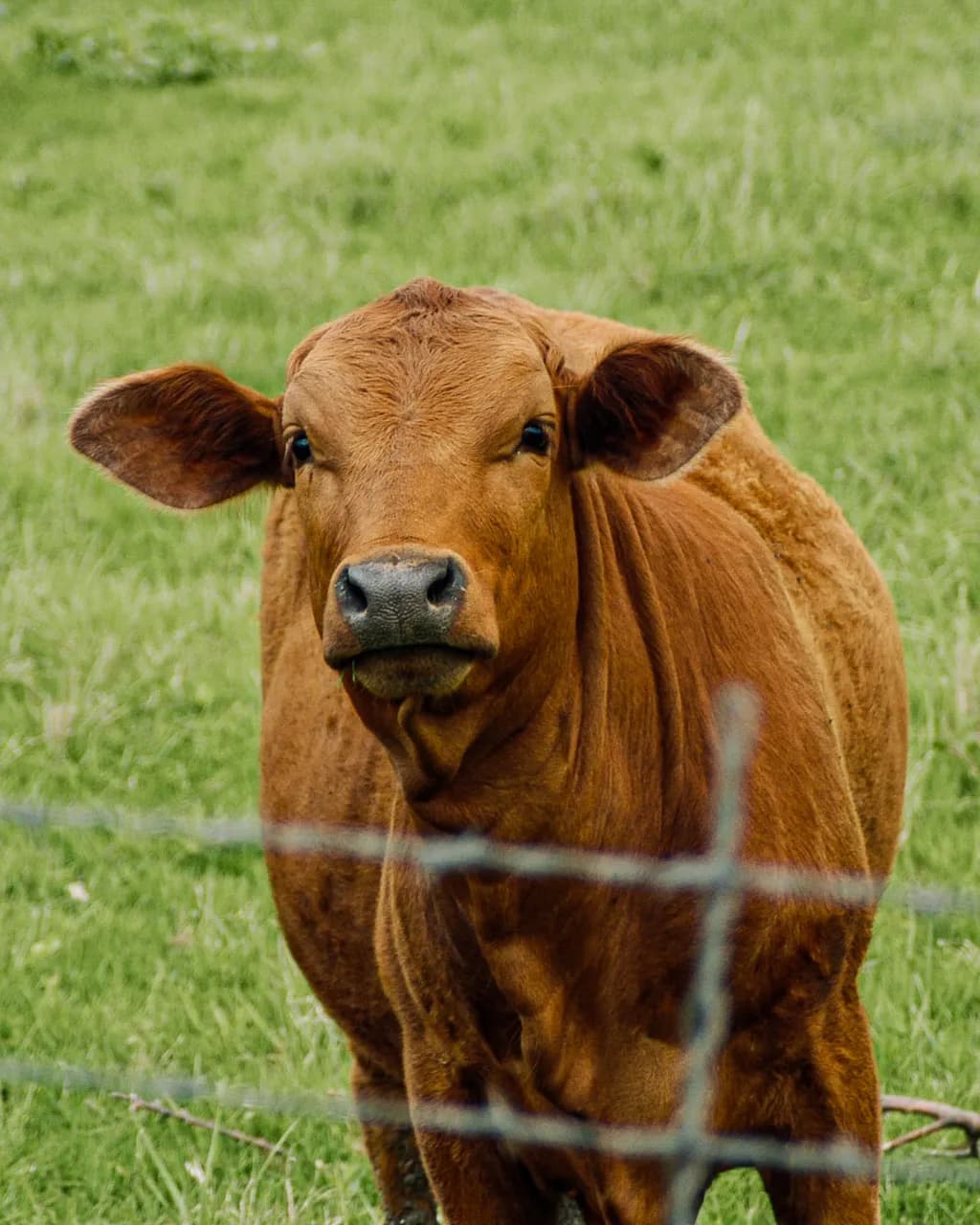 Red Angus Calm