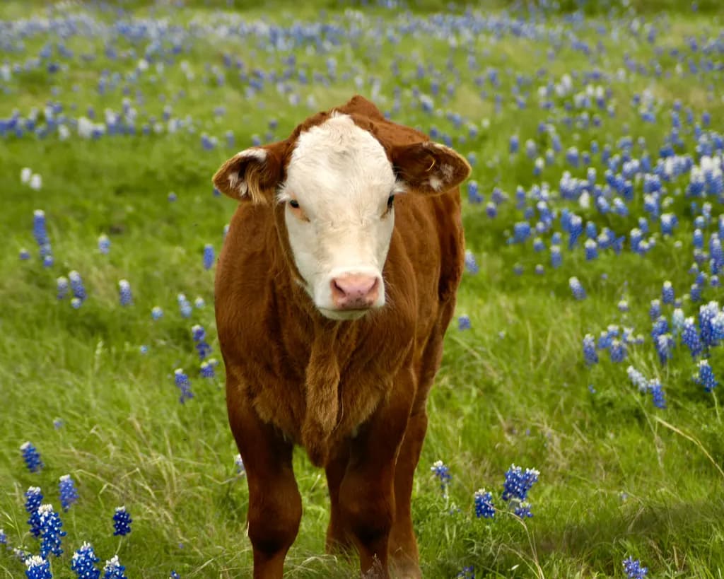 Hereford in Bluebonnets