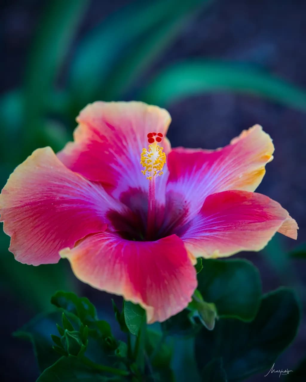 Hibiscus Glow