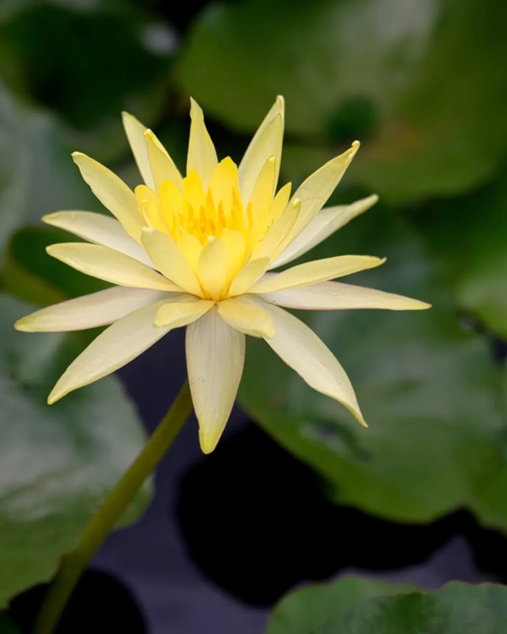 Yellow Lotus Glow