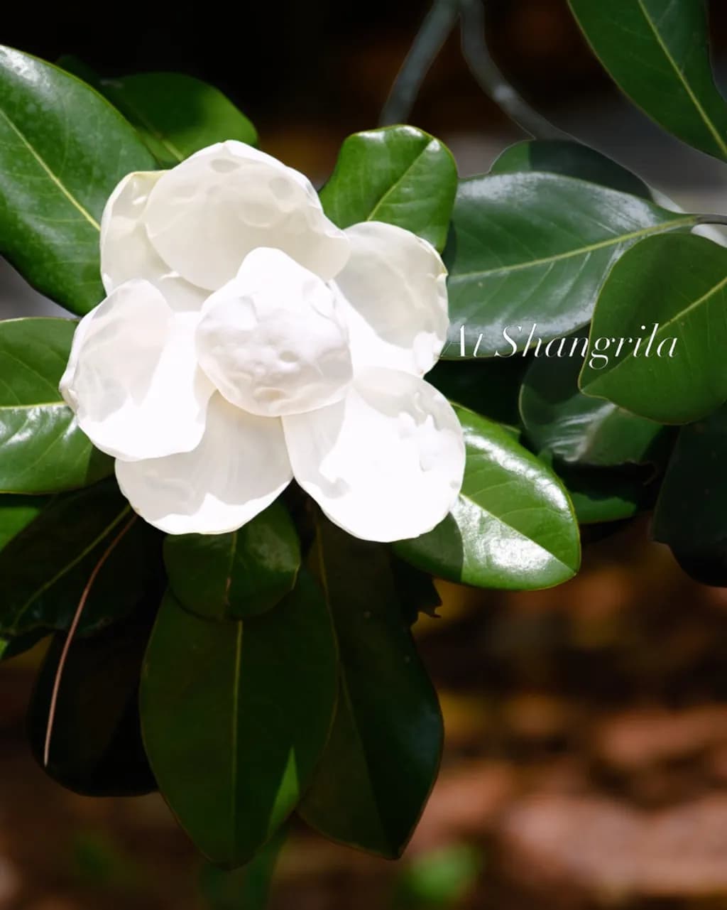 Magnolia Bloom