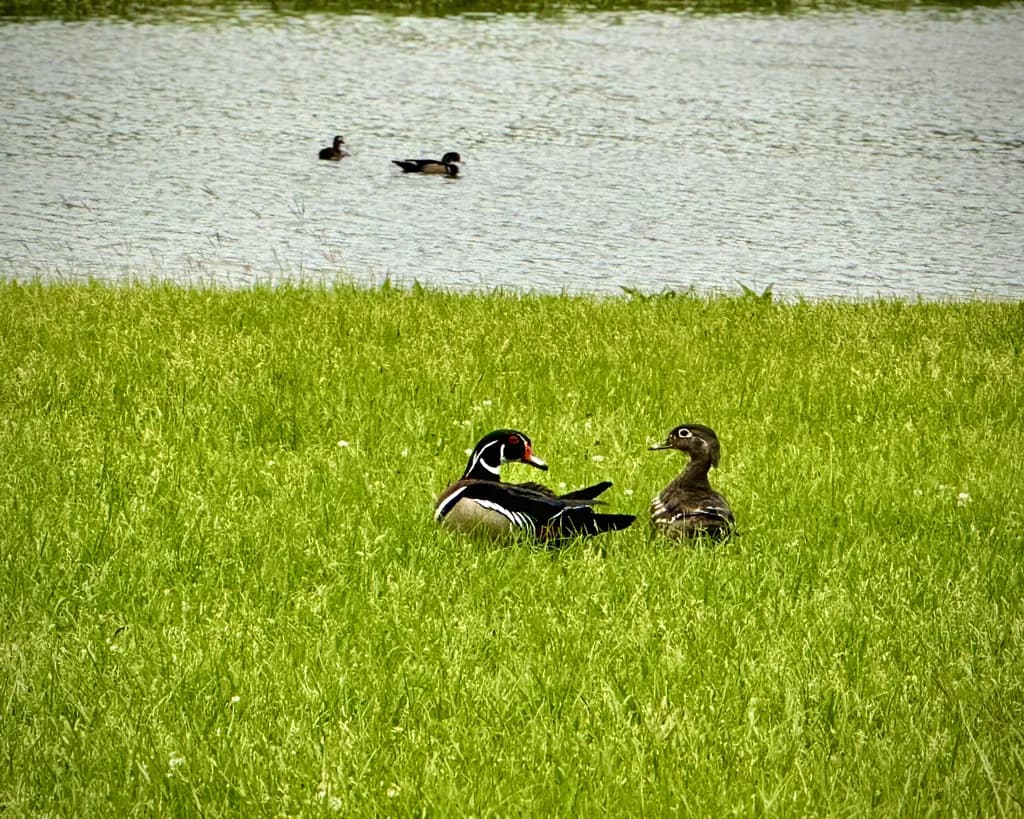 Lakeside Companions