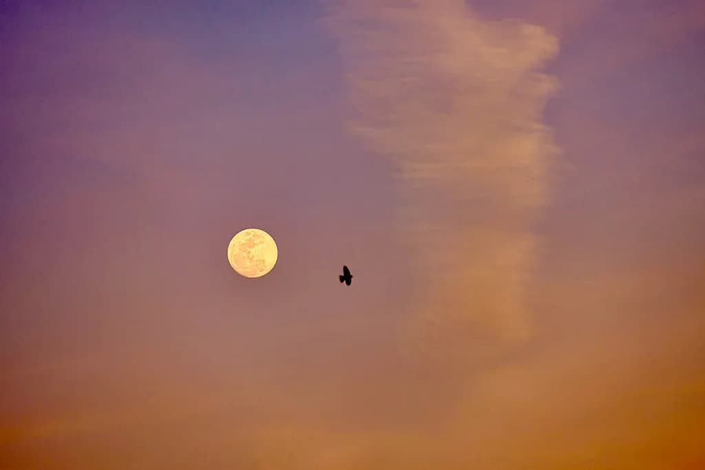 Twilight Flight