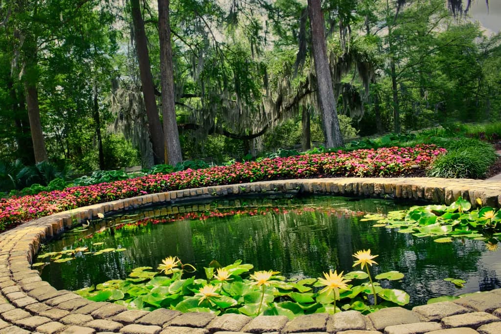 Tranquil Lily Pond