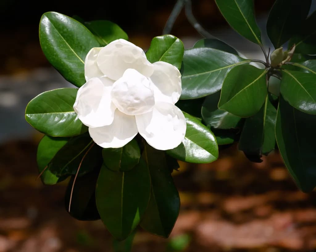 White Bloom