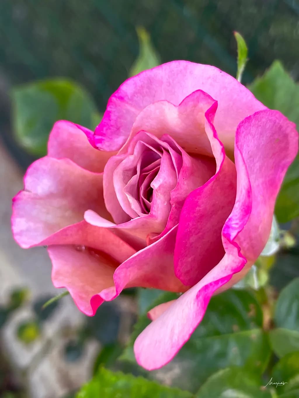 Petal Embrace