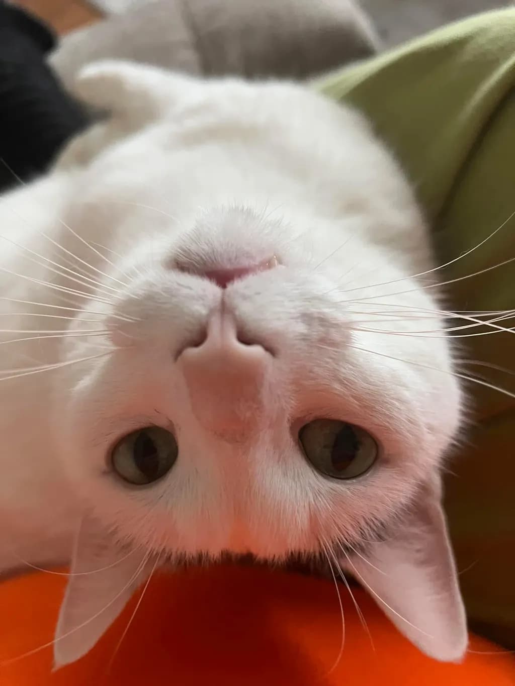 Inverted Whiskers