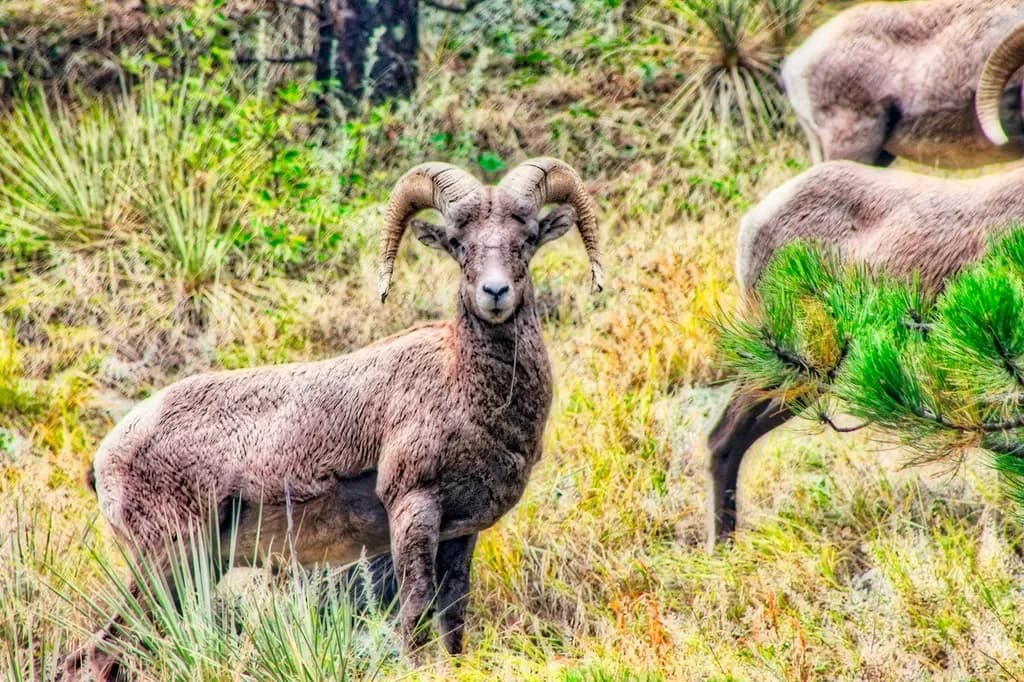 Desert Bighorn