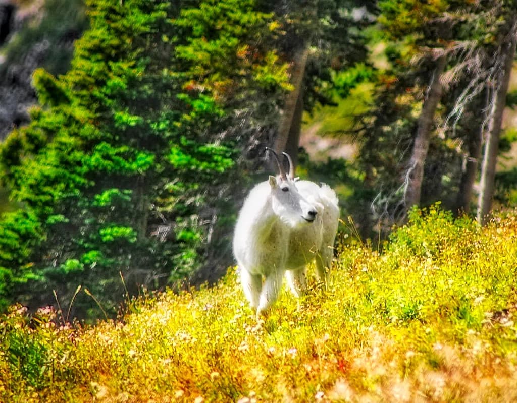Alpine Wanderer