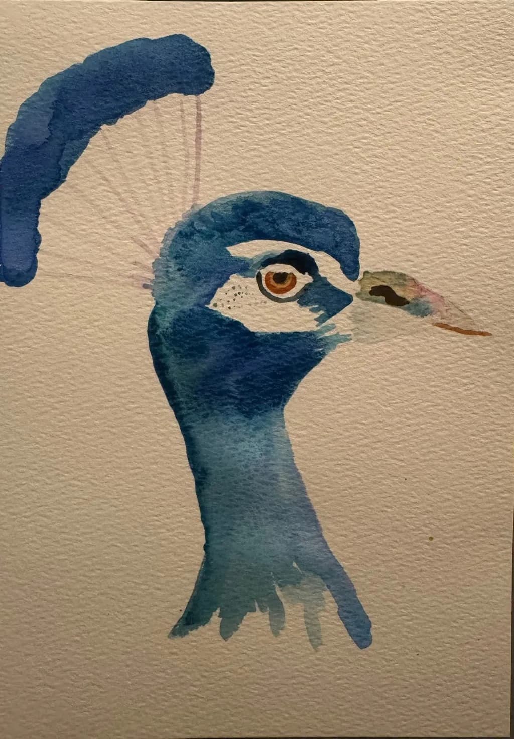 Peacock Profile