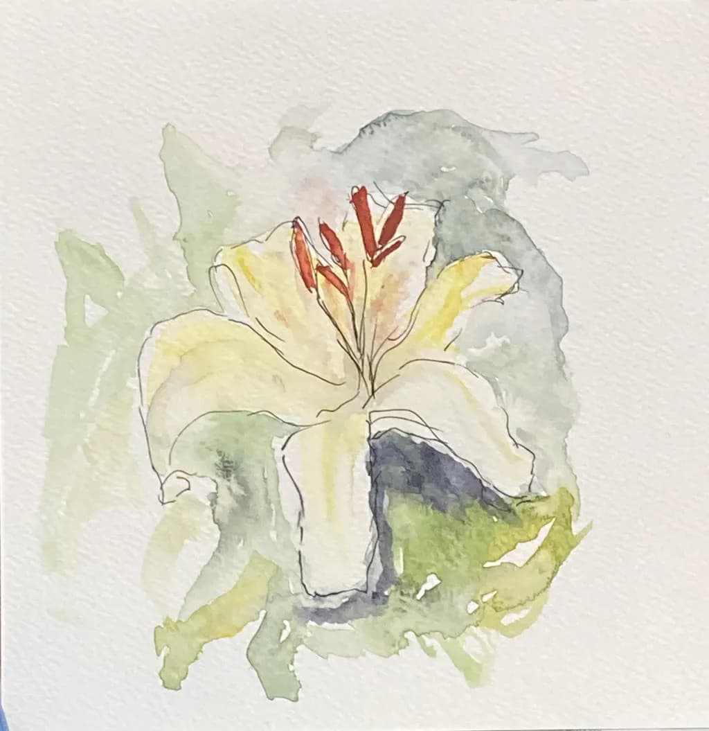 White Lily Outline