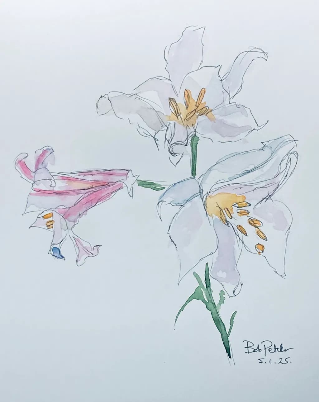 Lilies in Light