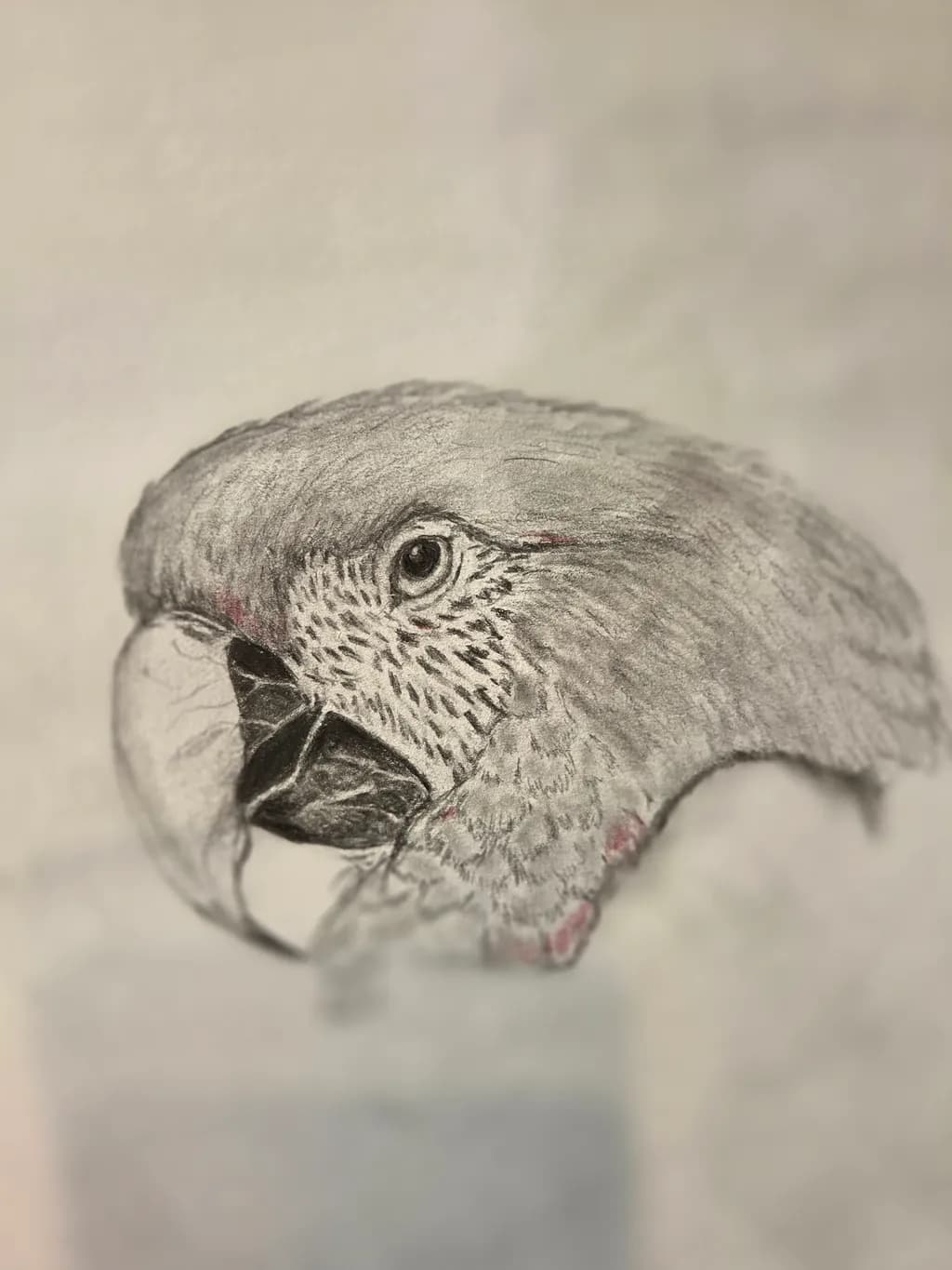 Parrot Profile