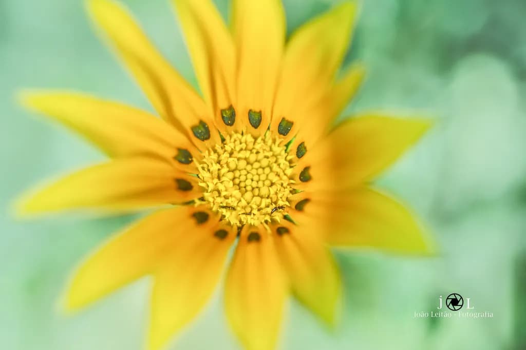 Golden Bloom