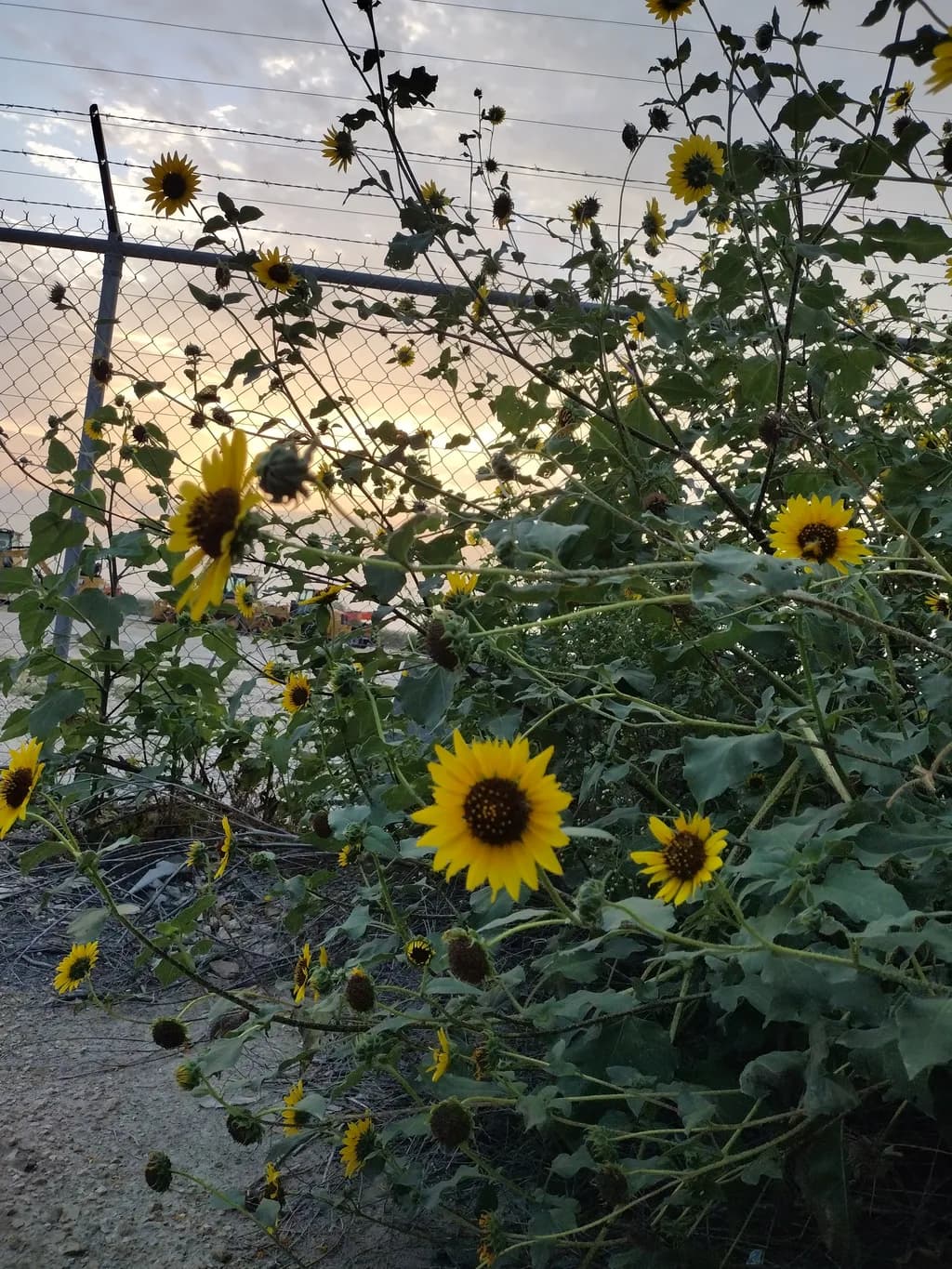 Sunflowers by Fence