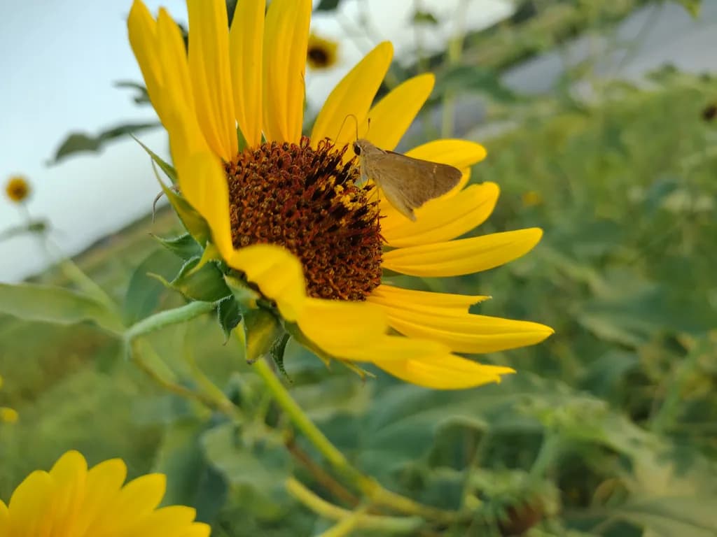 Sunflower Visitor