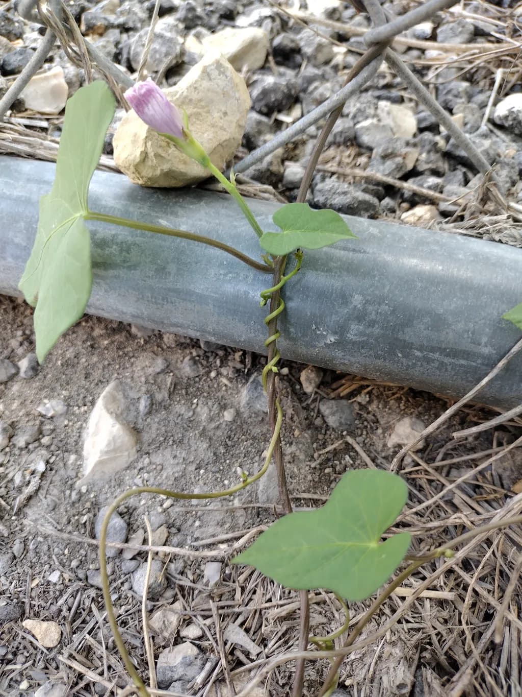 Vine on Gravel
