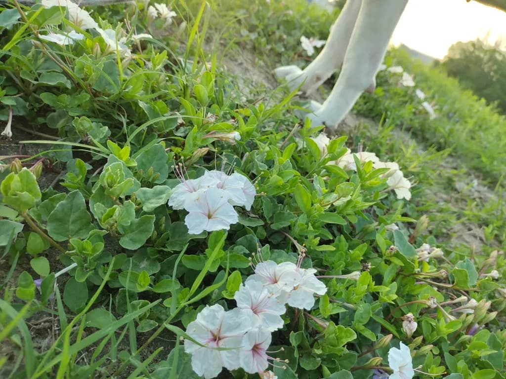 Ground Bloom