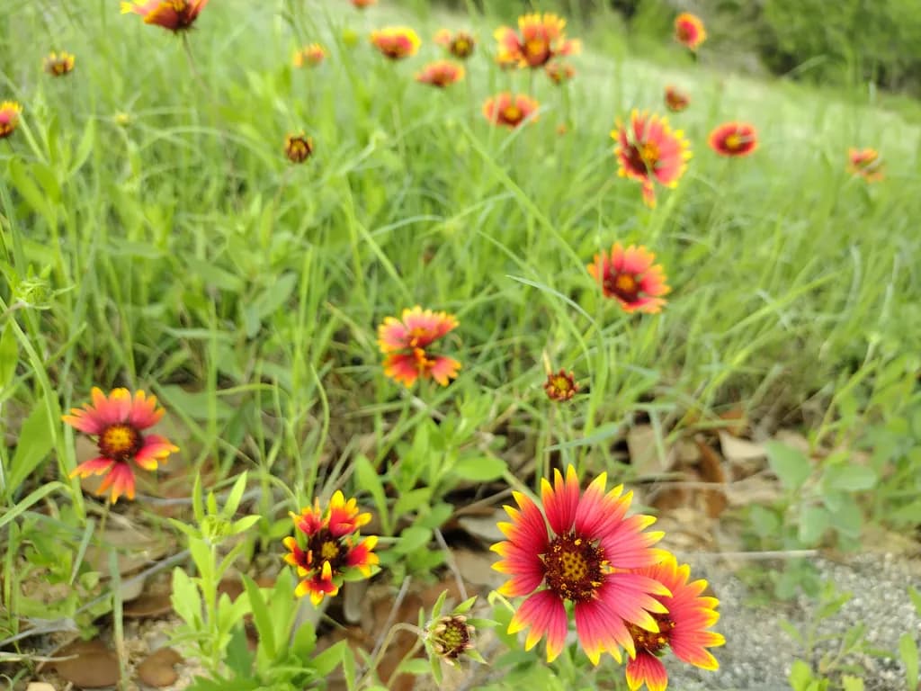 Firepetal Bloom