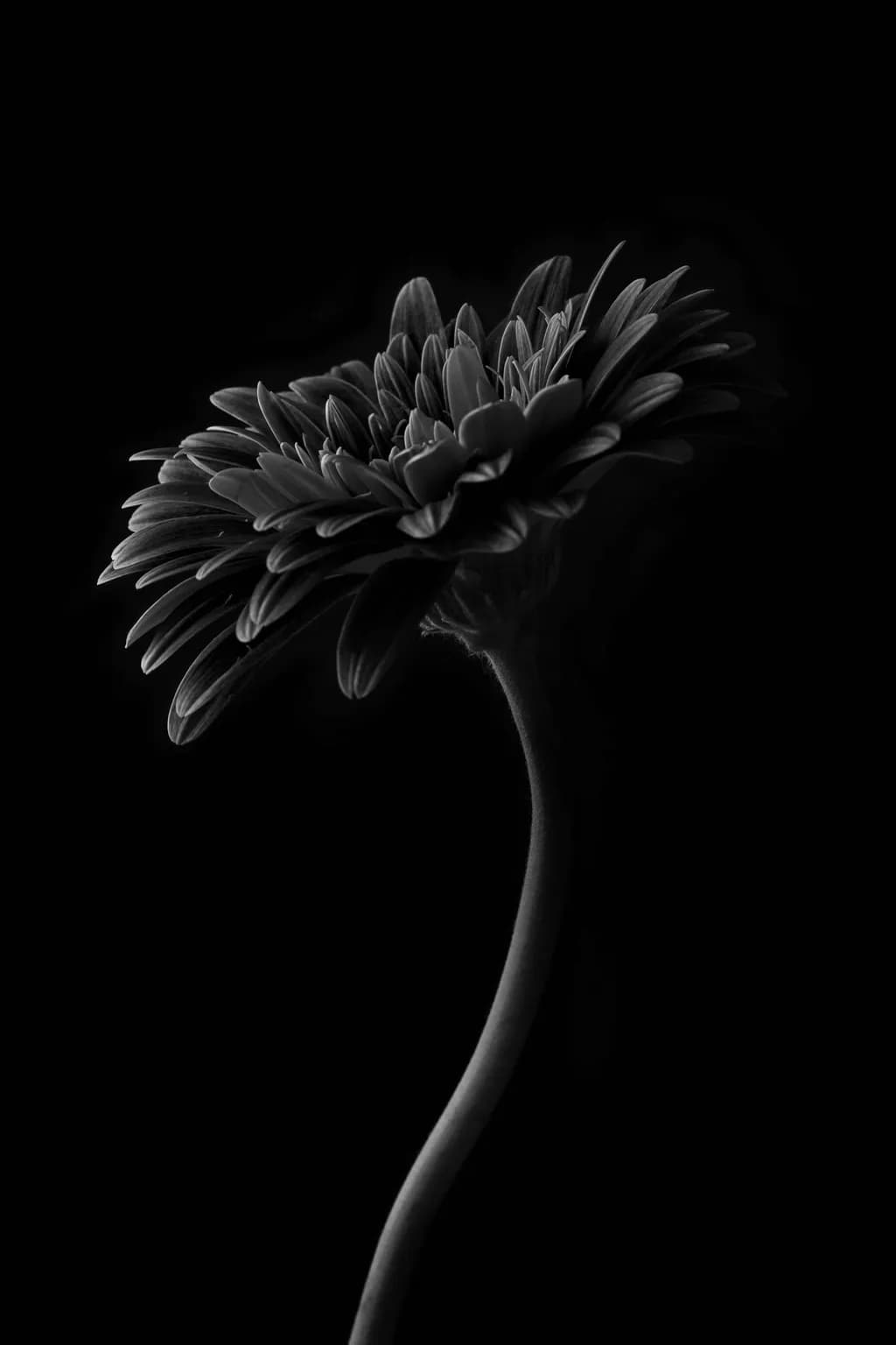 Silent Bloom