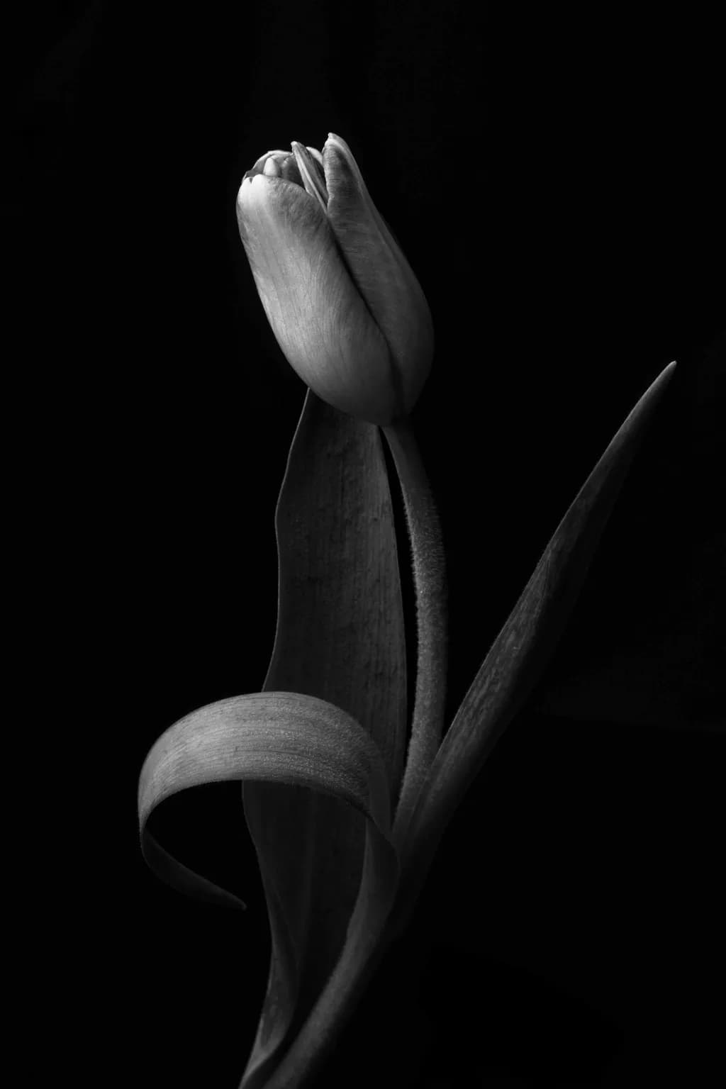 Tulip Silhouette